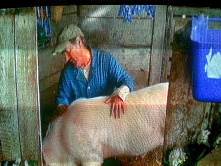 Porc